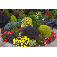 Декоративні рослини