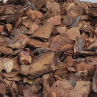 Кора соснова