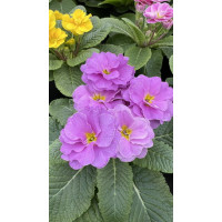 Квіти Примула звичайна Квіти Примула звичайна