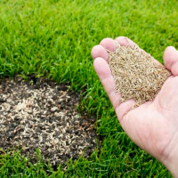 Насіння газонної трави